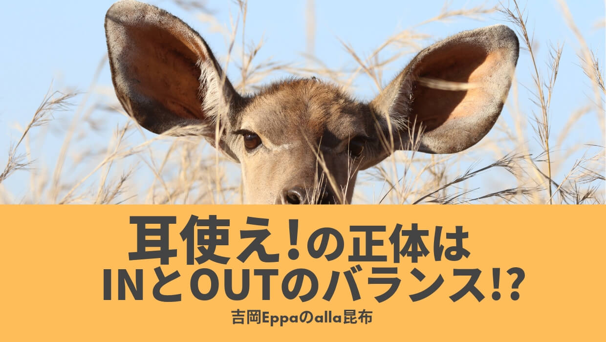 耳使え!の正体はインプットとアウトプットのバランス