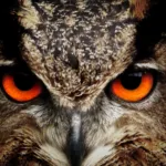 睨むワシミミズク