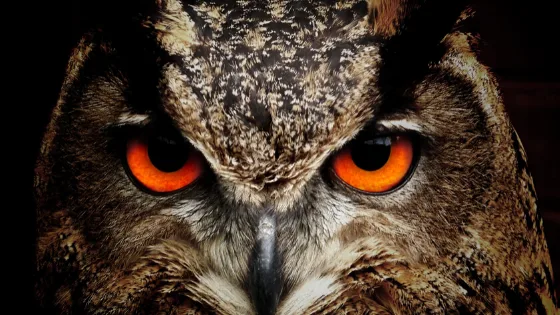 睨むワシミミズク