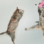 飛び跳ねる２匹の猫