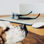 机の上のパソコンと眼鏡とマウスは犬には使えない