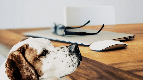 机の上のパソコンと眼鏡とマウスは犬には使えない
