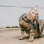 顔が痒すぎて辛い！好酸球性膿疱性毛包炎(太藤病)、3年めで鎮静化