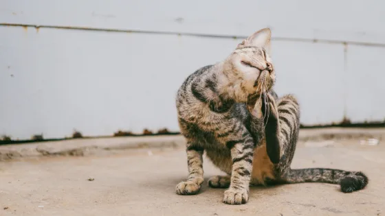 顔が痒すぎて辛い！好酸球性膿疱性毛包炎(太藤病)、3年めで鎮静化