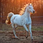 美しく駆ける白い馬