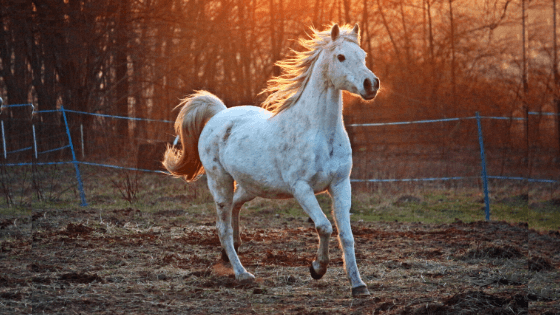 美しく駆ける白い馬
