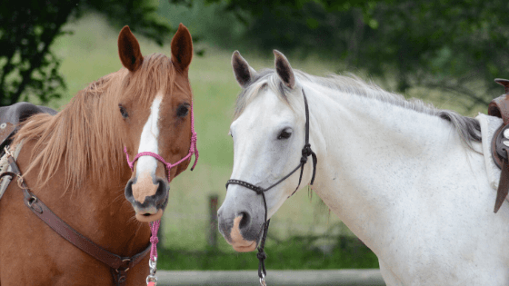 白い馬と茶色の馬