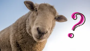 不思議に思う羊