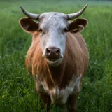 太鼓を見つめる牛